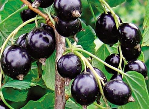Смородина черная. Дикорастущие плоды и ягоды