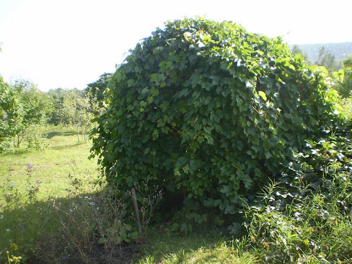 Виноград амурский. Дикорастущие плоды и ягоды