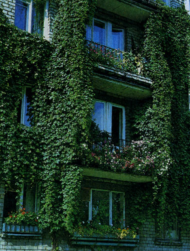 Цветы на балконах, террасах, верандах, окнах. Озеленение окон