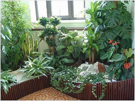 Комнатные растения в интерьере. Растения в композициях