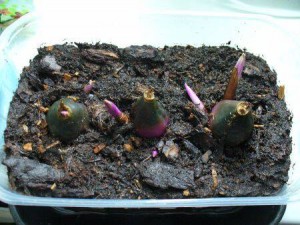 Размножение комнатных растений - Деление клубнелуковицами