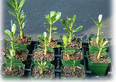 Размножение комнатных растений - Семена