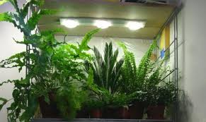 Особенности содержания и ухода за комнатными растениями - Световые условия