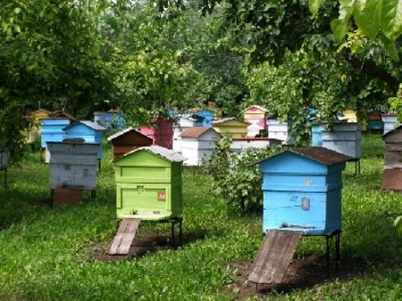 Актуальное пчеловодство и пасека. Теория и статистика